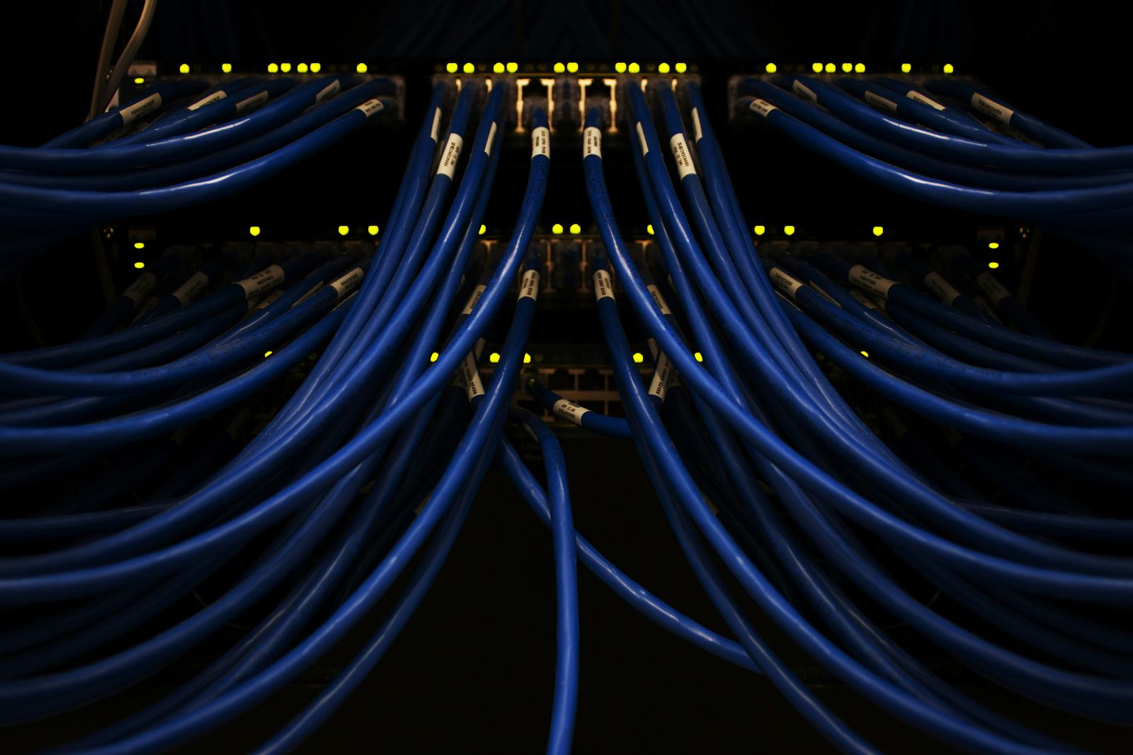 Bundle of blue ethernet cables connected to a network switch